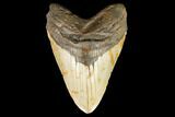 Fossil Megalodon Tooth - North Carolina #124335-1